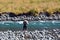 Fisherman fly fishing in Fiordland