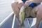 Fisherman with freshwater drum fish in lake Erie