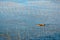 A fisherman going through the coastal intertidal zone of Xiapu