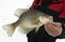 Fisherman holding a Crappie caught ice fishing