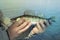 Fisherman holding fish against blue river water. Closeup photo