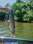 Fisherman holding fresh caught catfish