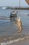 Fisherman holding the fresh Lobster at Diveagar Beach in Raigad District,Maharashtra,India