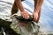 Fisherman holding freshly caught freshwater carp