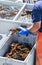 Fisherman holding live Maine lobsters in each hand, sorting them into different bins