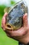 Fisherman holding nice living fish in hands, common carp