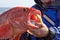 Fisherman holding up a freshly caught rockfish