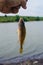 A fisherman holds a fish caught on a hook