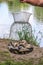 Fisherman holds metal grid fish corf with live fresh crucian carp catch on river background at fishing. Close up vertical view