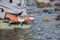 A fisherman holds up a small bull trout from the Squamish River