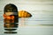 A fisherman looks for shells in brackish water