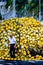 Fisherman with mountain of yellow buoys on the bottom