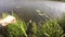 Fisherman pulls caught pike spinning shore from  river.