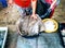 A fisherman put Stingray fish in the envelope