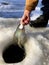 Fisherman releases a Crappie