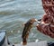 Fisherman removing the hook from a catfish using pliers.