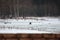 Fisherman sitting on a frozen lake and fishing. cold weather in winter. snow on forest lake. Hobbies active person, rest for the