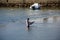 Fisherman standing in the river, Tavira.