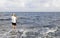 Fisherman standing at the seashore hooks a fish.