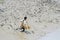 Fisherman at sundarbans area west bengal