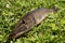 Fisherman trophy. Freshwater fish pike lying on the green grass