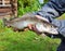 Fisherman trophy- zander fish in the hands