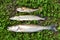 Fisherman trophy- zander,pike and perch fish