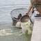 Fisherman is trying to catch Siamese giant carp fish.