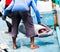 The fisherman unloads a large tuna from the boat, Male, Maldives. Close-up. Back view