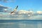 Fisherman wading in ocean while seagull soars past