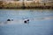 Fisherman wading in the river, Tavira.