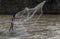 The fisherman in work with a fishing net, eager to earn livelihood