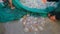 Fishermen catch jellyfish on the beach