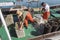 Fishermen cleaning seafood in the fishing port of o Grove, province of Pontevedra