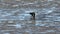 Fishermen collect shellfish with low tide