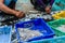 Fishermen sorting fish and squid in basket.