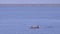 Fishermen taking their catch ashore, Conakry