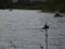 Fishermen watching a moose cross the russian river in the springtime