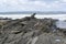 Fishery Beach, SA, Coastal Rock Formations
