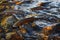 Fishes go for spawning upstream. Generative AI