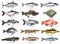 Fishes Icons Set