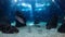 Fishes in lisbon oceanarium