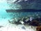 Fishes living under a boat in Seychelles