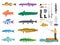 Fishes Set and Fishing Tools Collection Color Card