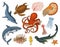 Fishes set or sea creature nautilus pompilius, jellyfish and starfish. octopus and squid, calamari. dolphin and