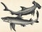 The fishes - Smooth hammerhead (Sphyrna zygaena) and Blue shark (Carcharias glaucus).