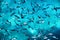 Fishes under water as a panoramic background. Turquoise water with school of fish. Sea animals.