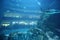 Fishes in underwater aquarium tunnel