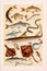 Fishes. Vintage animal illustration. Natural History. Zoological Chart. Ca1890