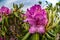 Fisheye Close up of Rhododendron